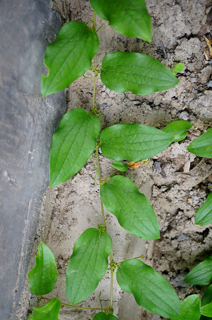 我见到的山东本土植物和园林栽培植物