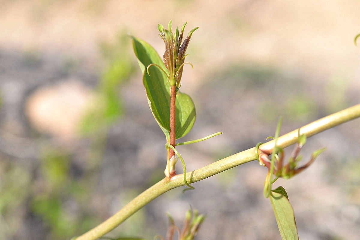 我见到的山东本土植物和园林栽培植物(301)牛尾菜