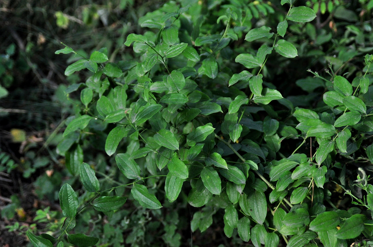 我见到的山东本土植物和园林栽培植物