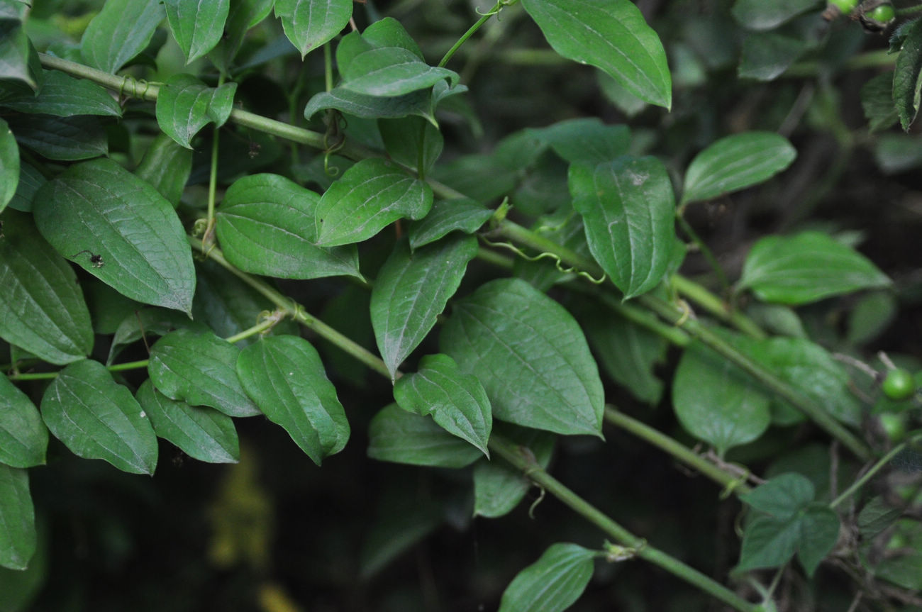 我见到的山东本土植物和园林栽培植物