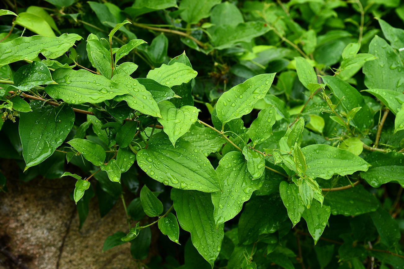 我见到的山东本土植物和园林栽培植物