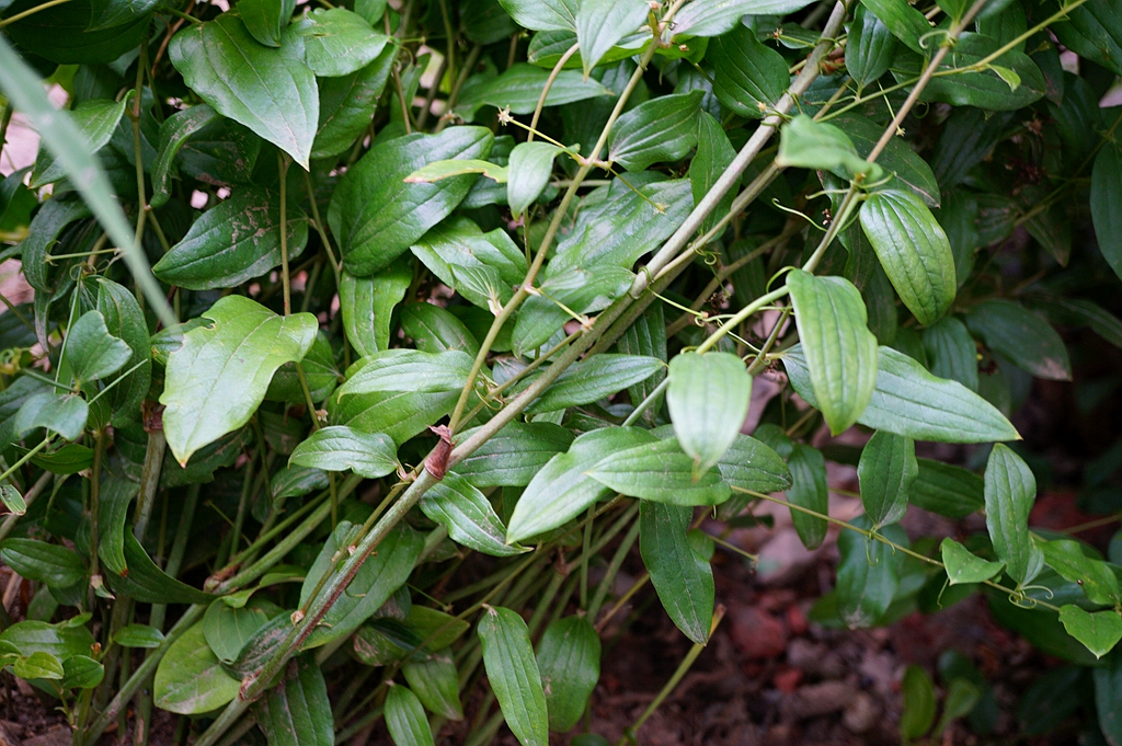 我见到的山东本土植物和园林栽培植物