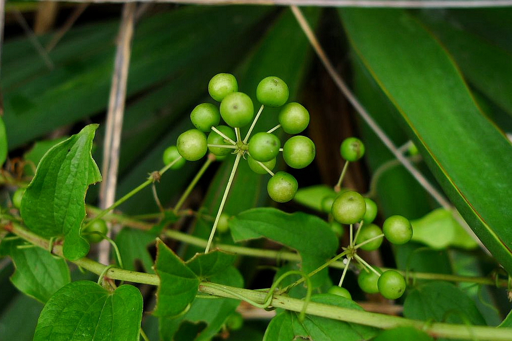 我见到的山东本土植物和园林栽培植物