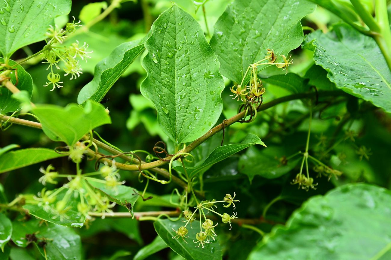 我见到的山东本土植物和园林栽培植物