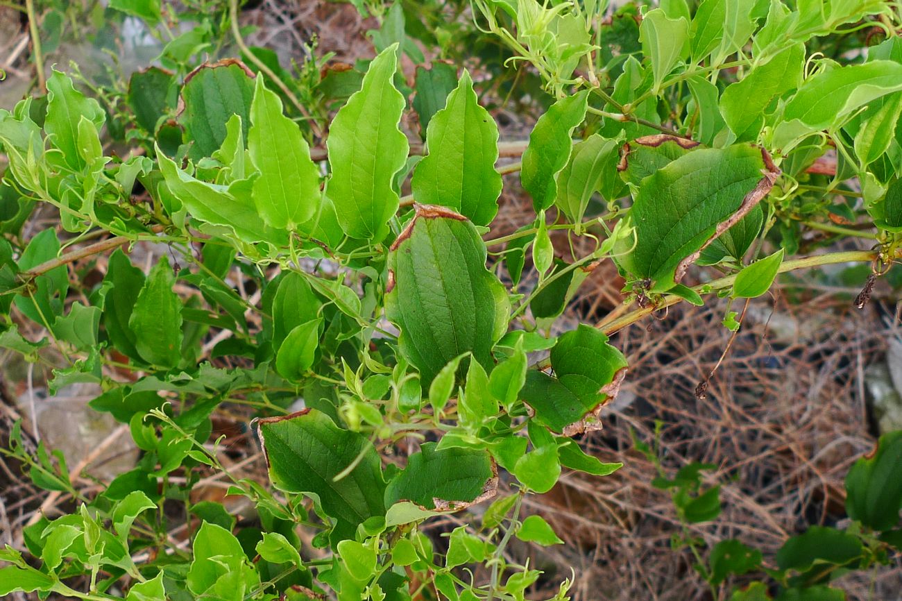 我见到的山东本土植物和园林栽培植物