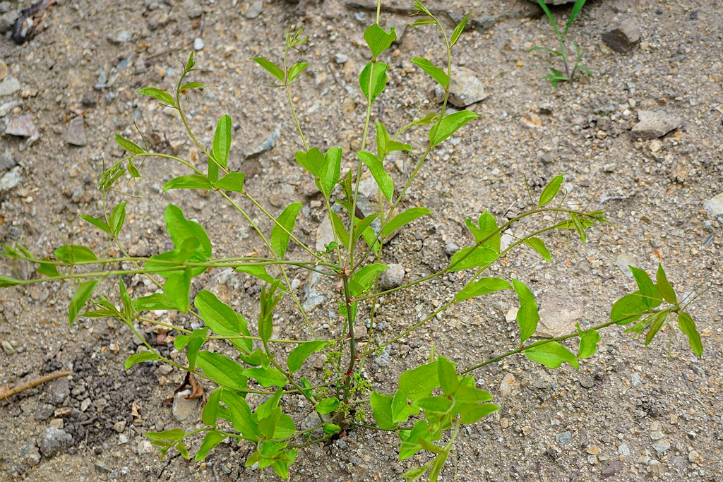 我见到的山东本土植物和园林栽培植物