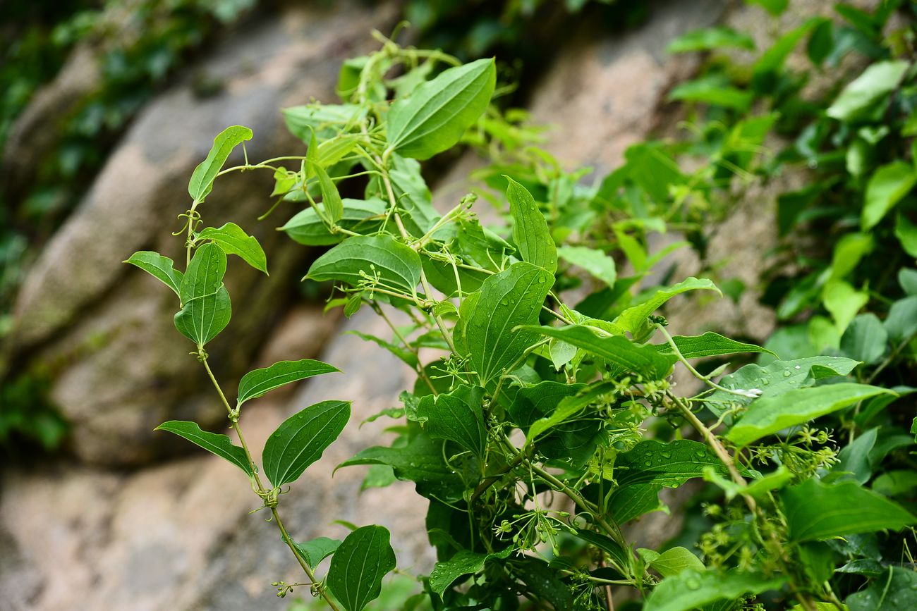 我见到的山东本土植物和园林栽培植物