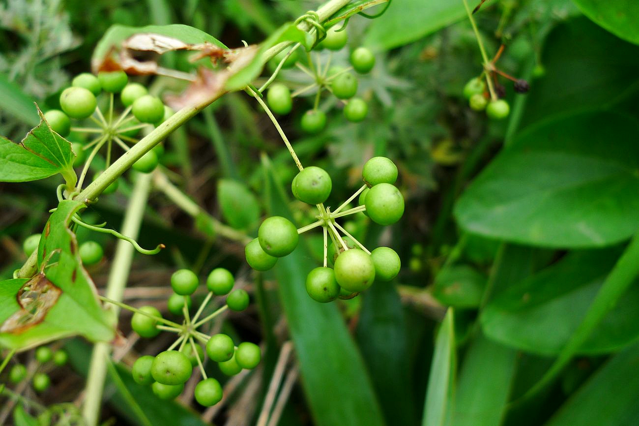 我见到的山东本土植物和园林栽培植物