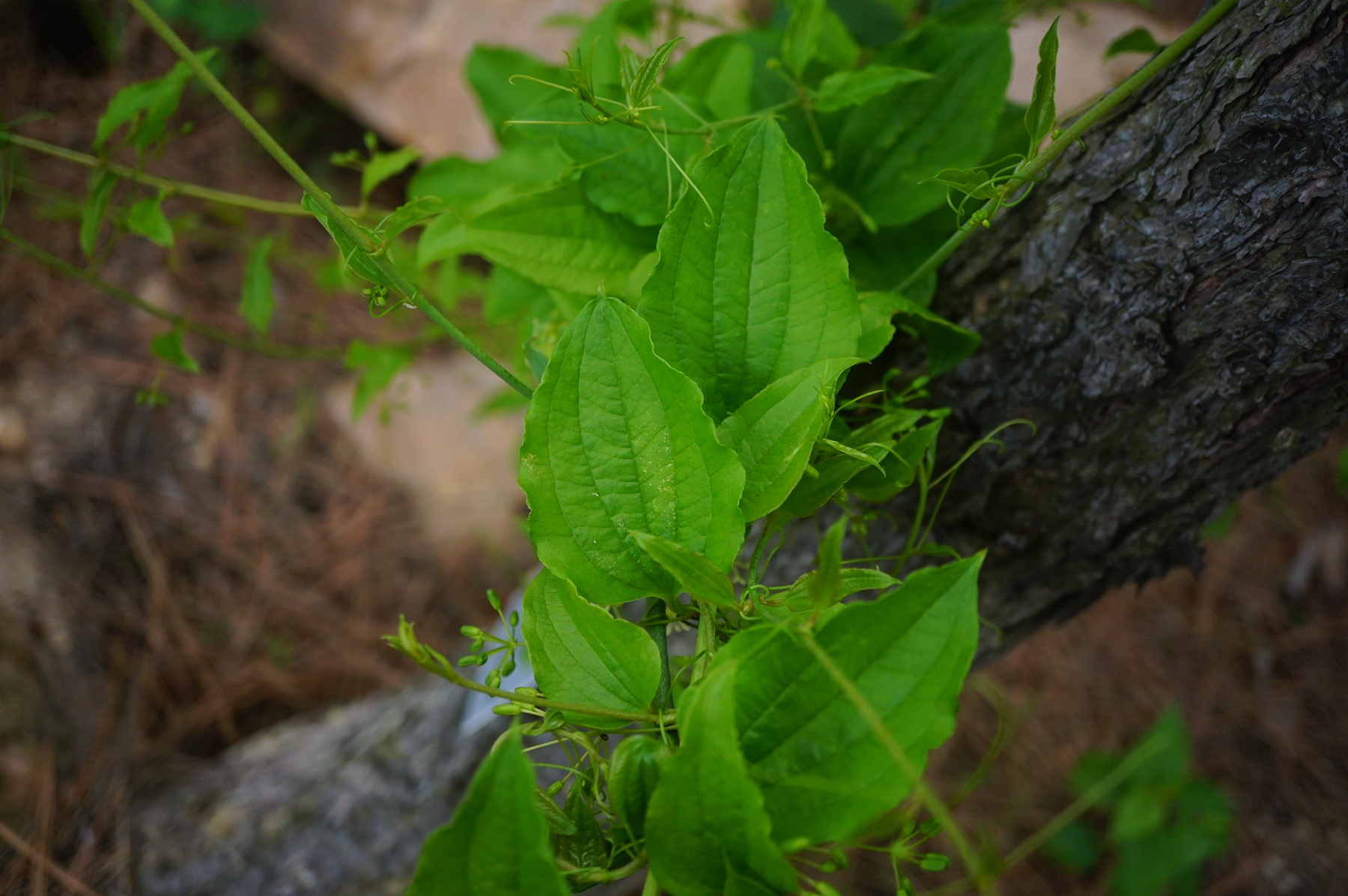 我见到的山东本土植物和园林栽培植物