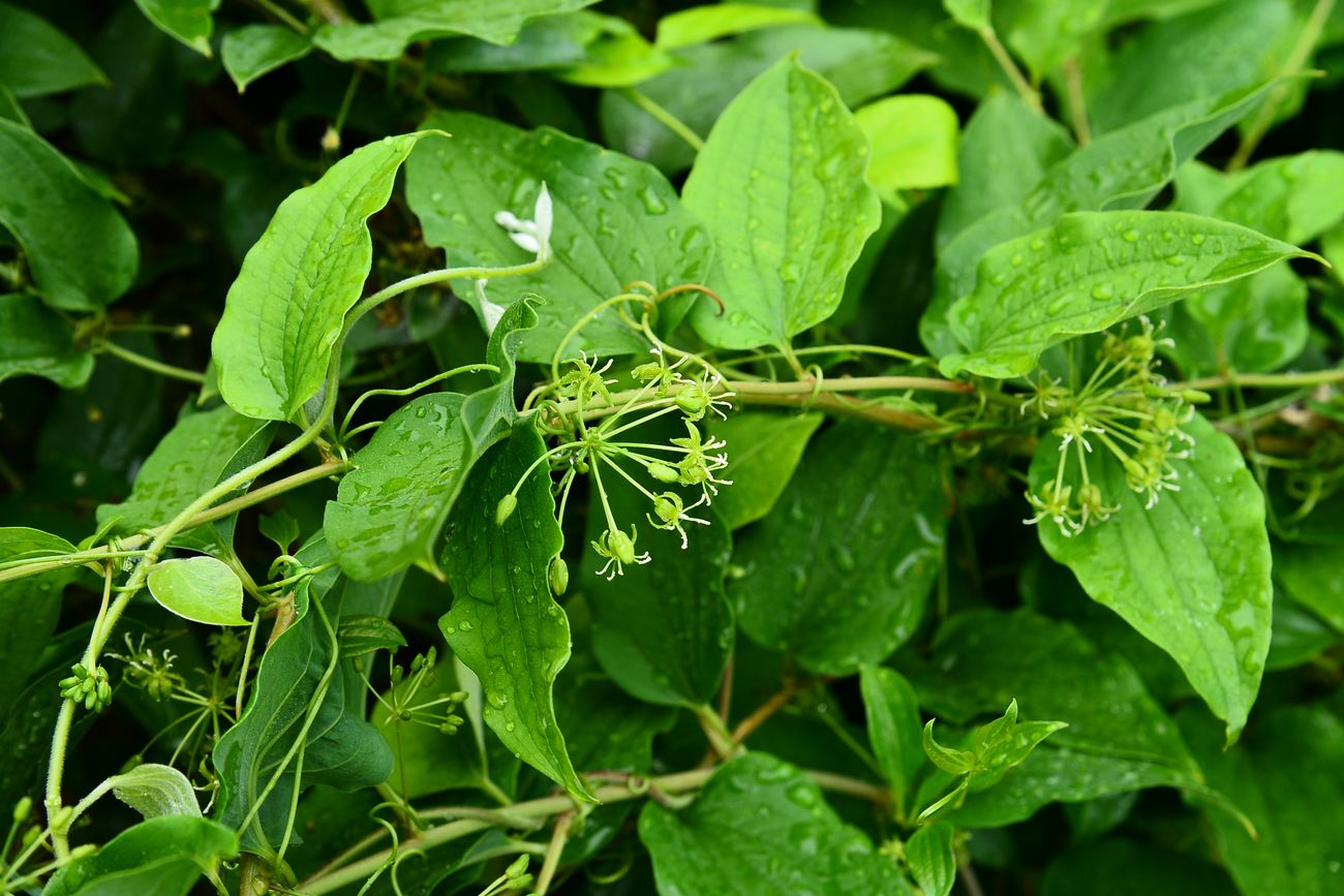 我见到的山东本土植物和园林栽培植物