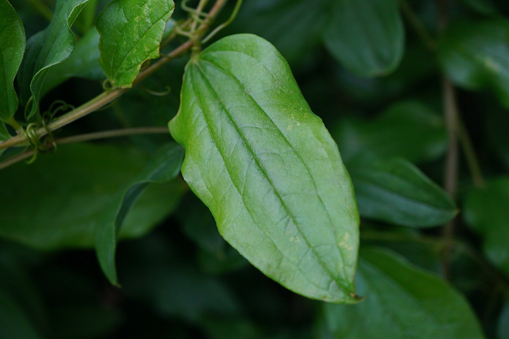 我见到的山东本土植物和园林栽培植物