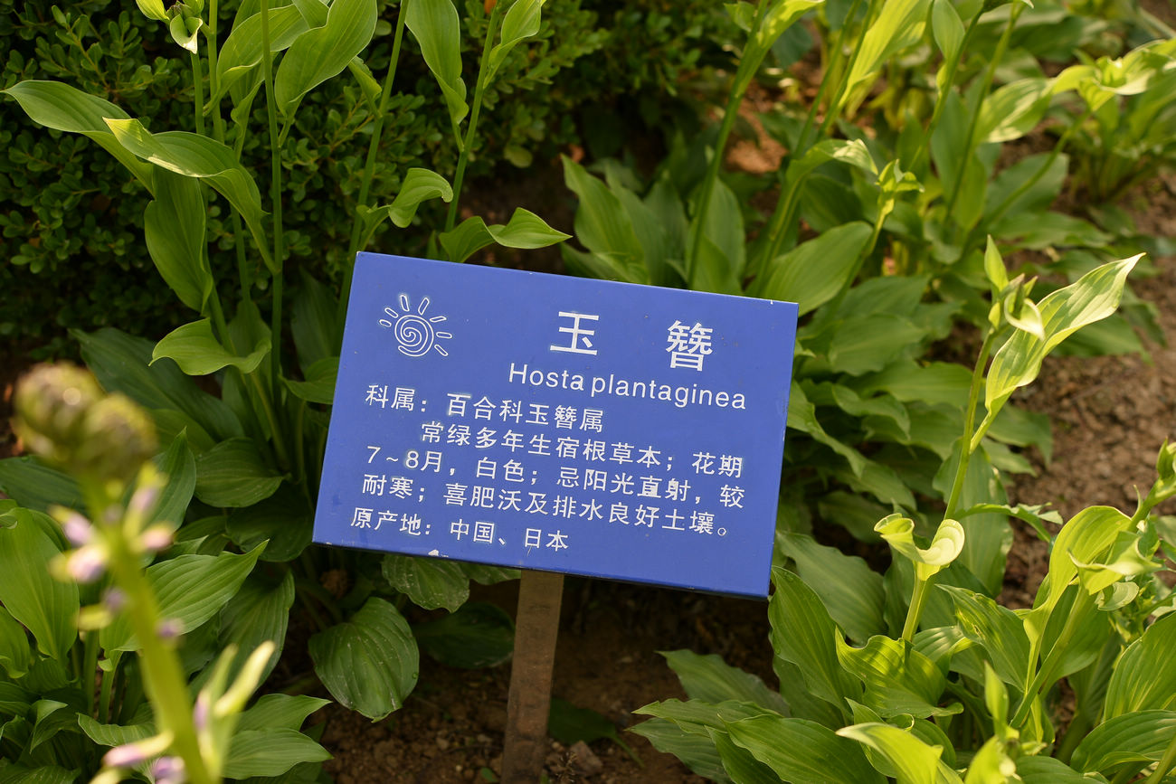 我见到的山东本土植物和园林栽培植物