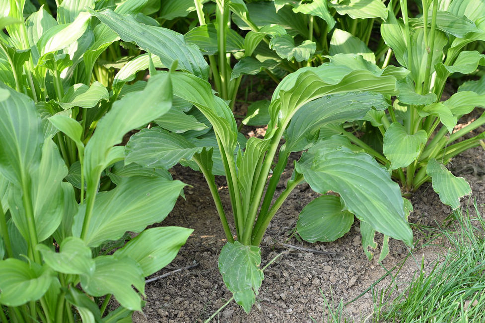 我见到的山东本土植物和园林栽培植物