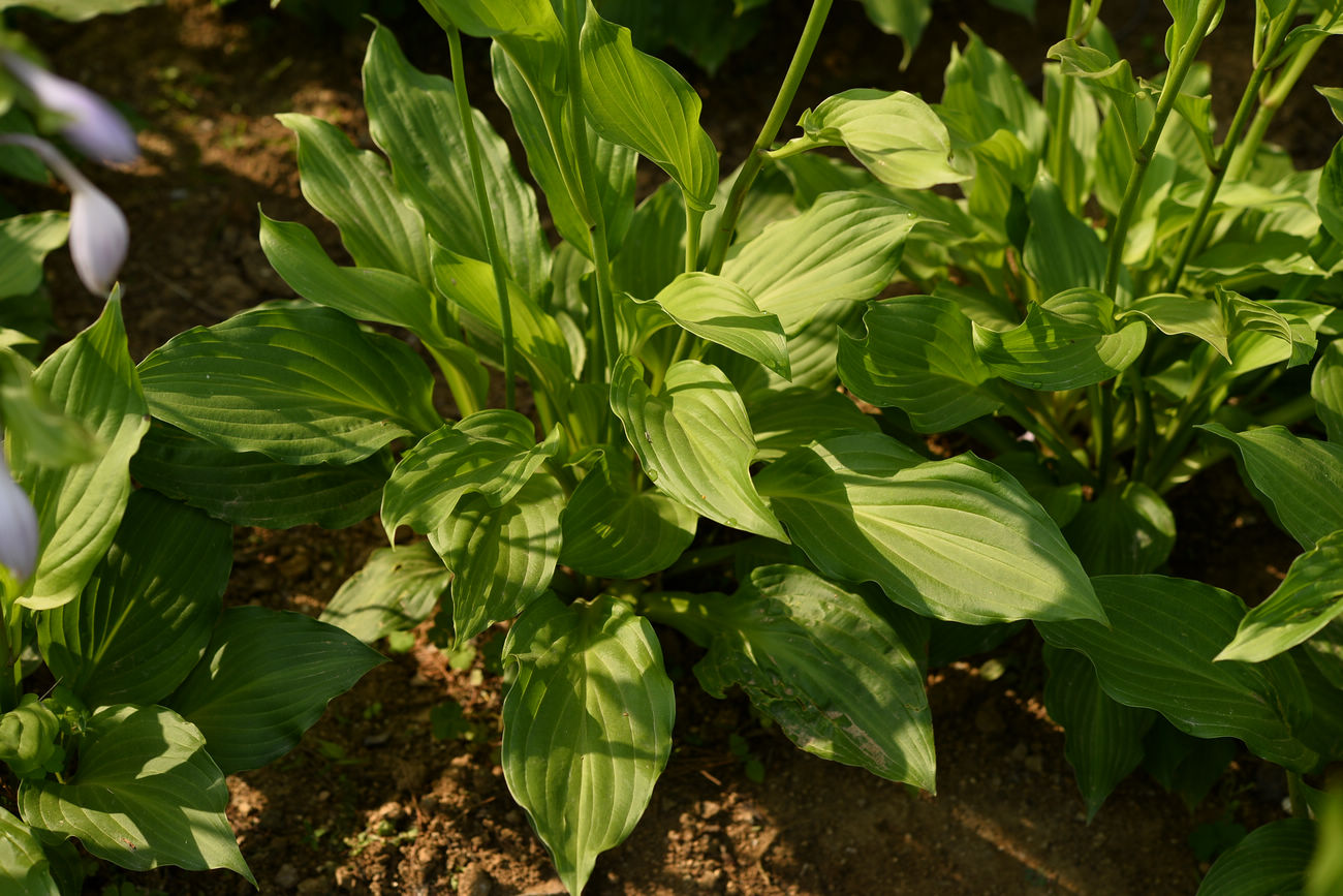 我见到的山东本土植物和园林栽培植物