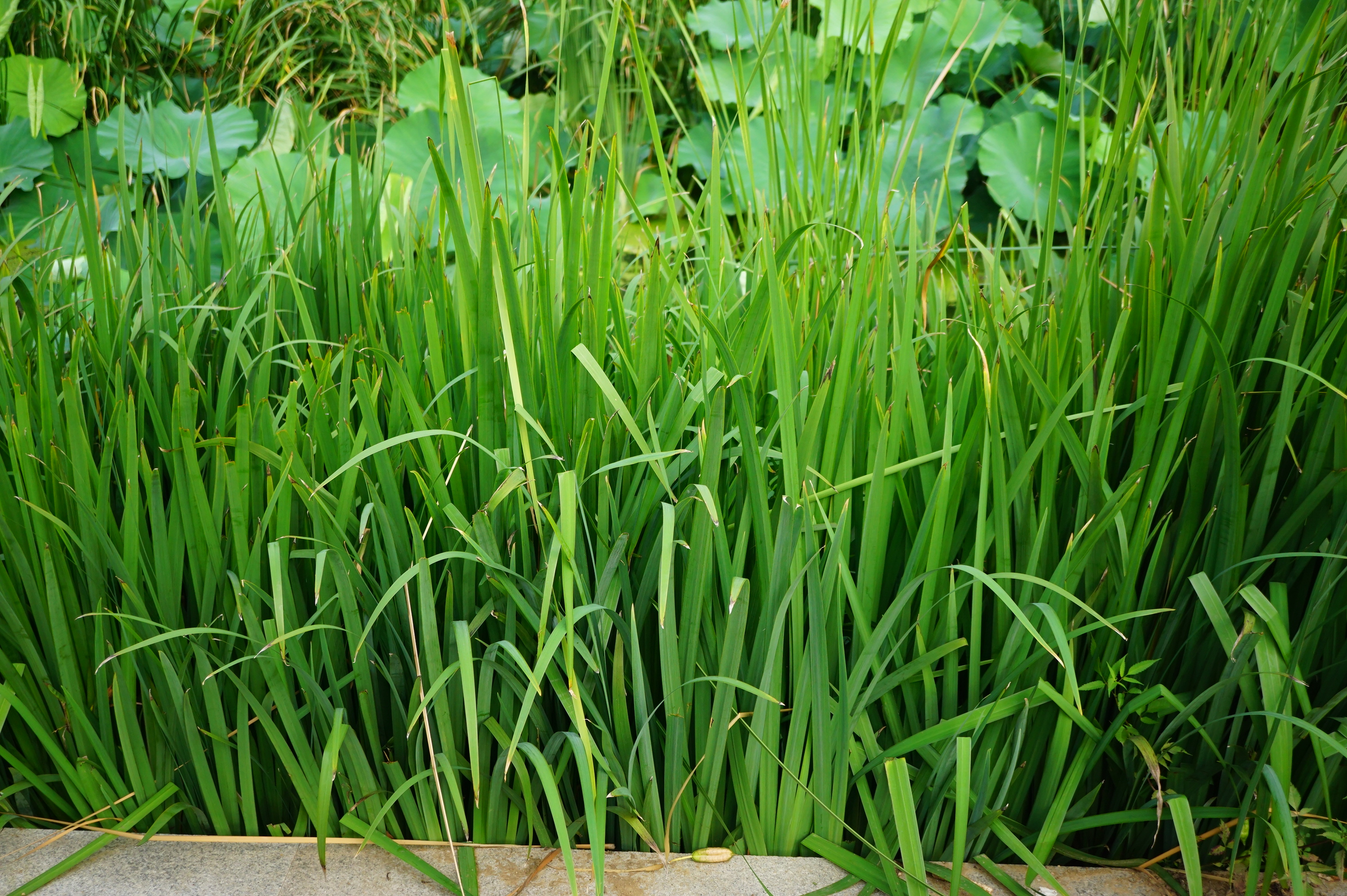 我见到的山东本土植物和园林栽培植物(327)黄菖蒲