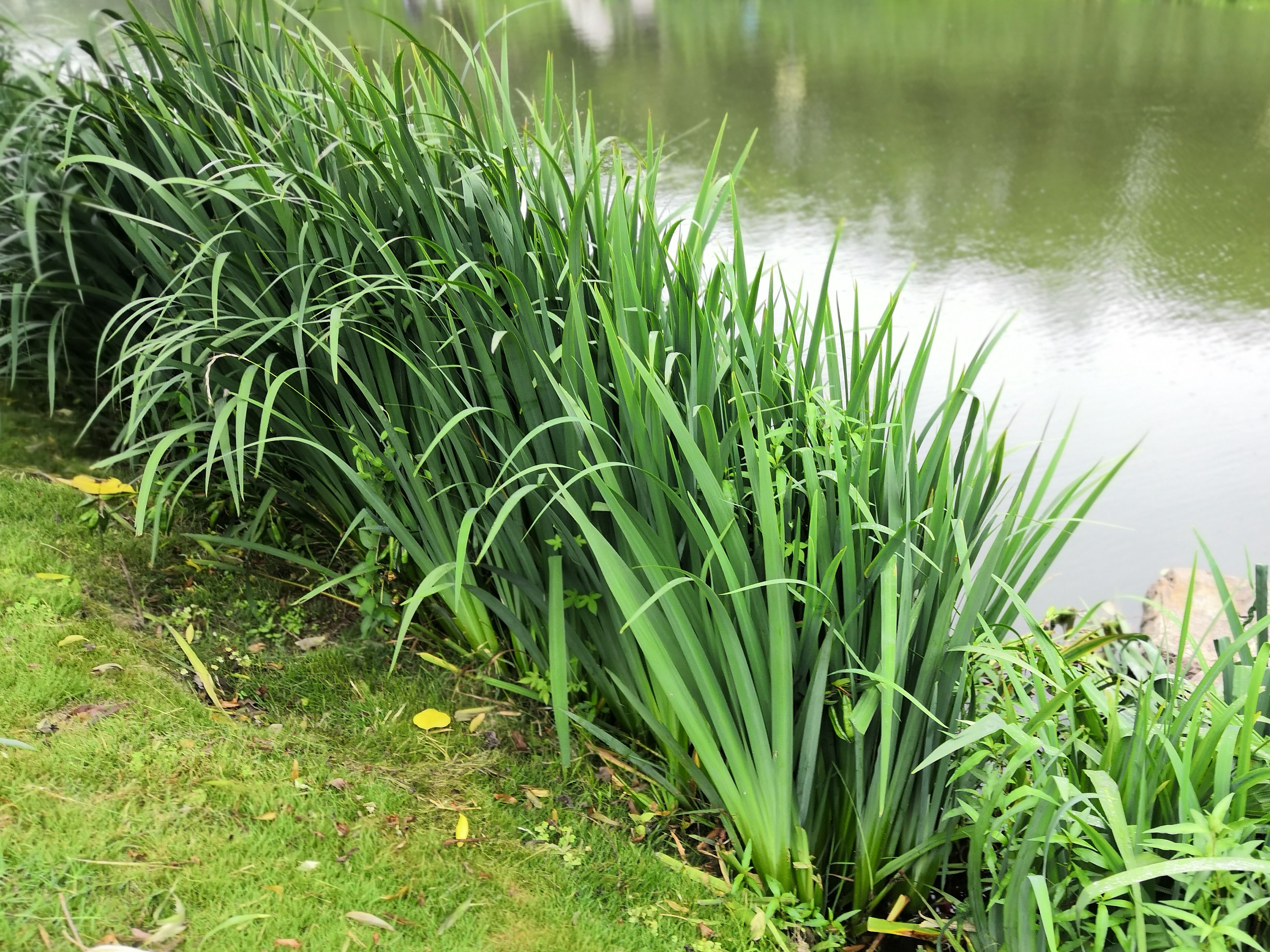 我见到的山东本土植物和园林栽培植物(327)黄菖蒲