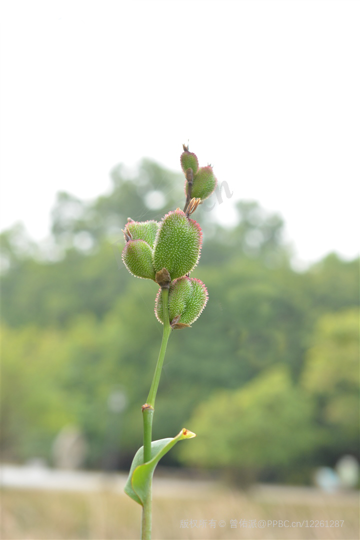 我见到的山东本土植物和园林栽培植物(337)蕉芋