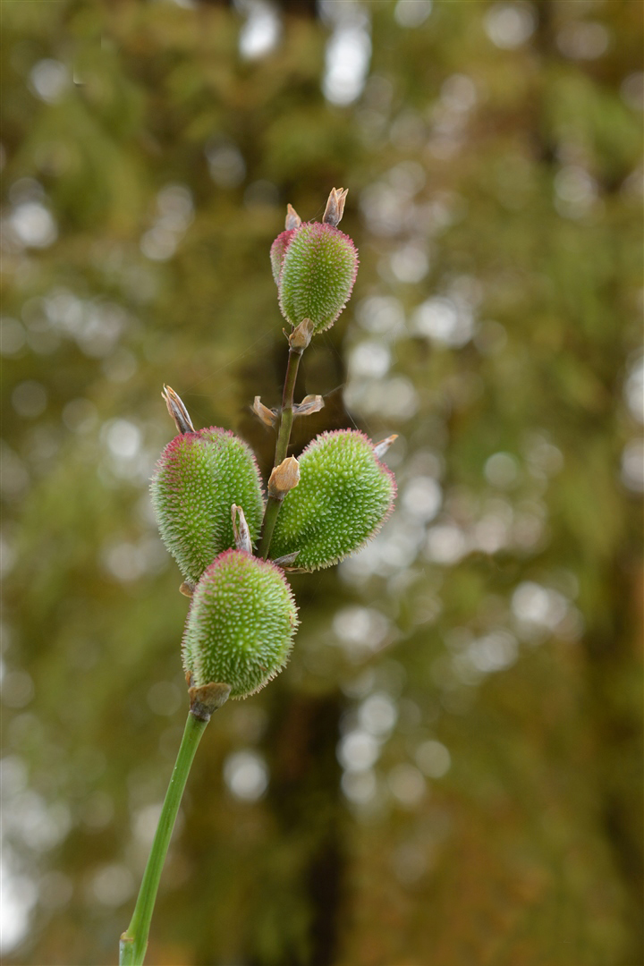 我见到的山东本土植物和园林栽培植物(337)蕉芋