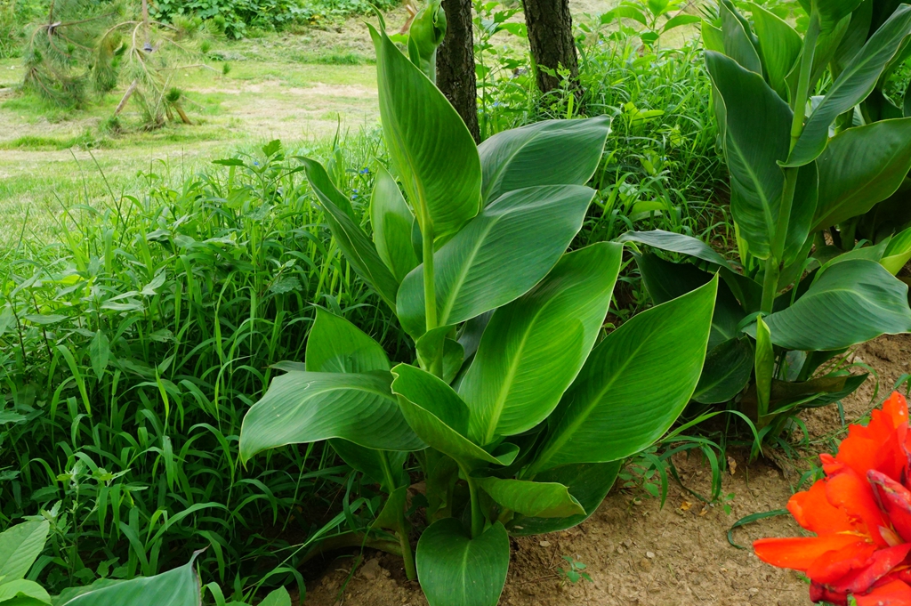 我见到的山东本土植物和园林栽培植物(339)柔瓣美人蕉