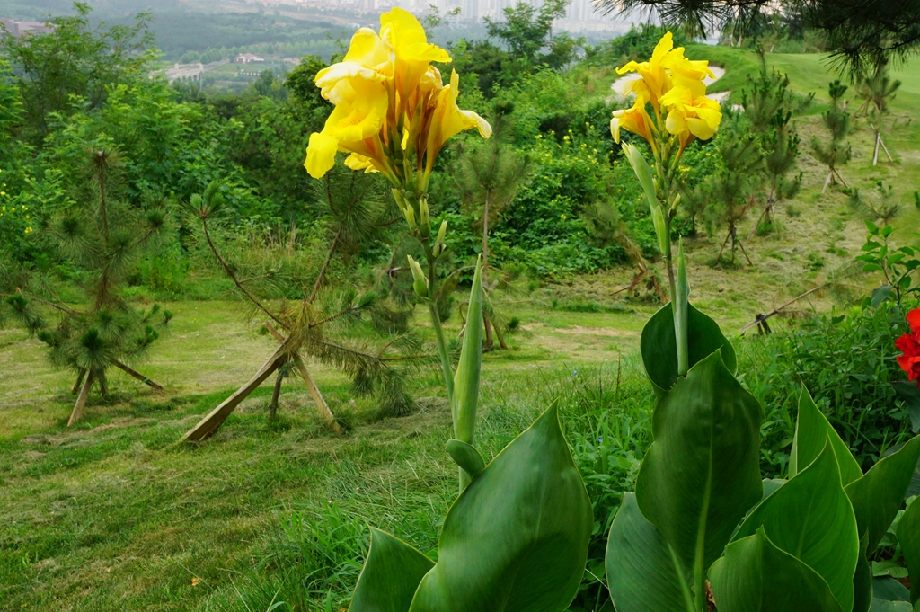 我见到的山东本土植物和园林栽培植物(339)柔瓣美人蕉