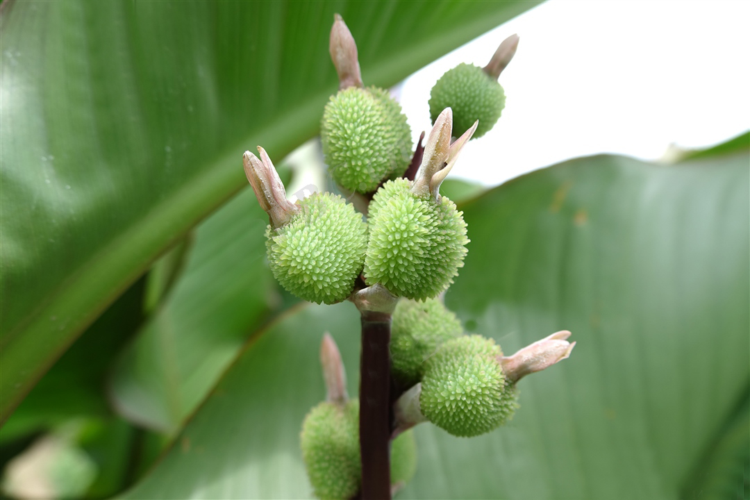 我见到的山东本土植物和园林栽培植物(337)蕉芋