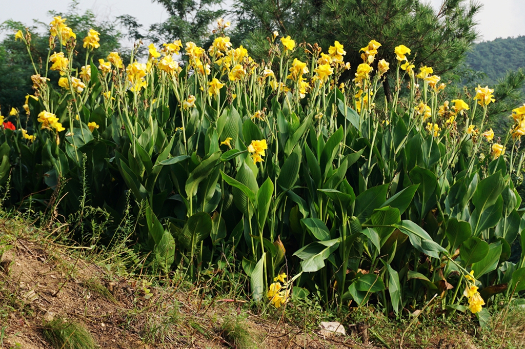 我见到的山东本土植物和园林栽培植物(339)柔瓣美人蕉