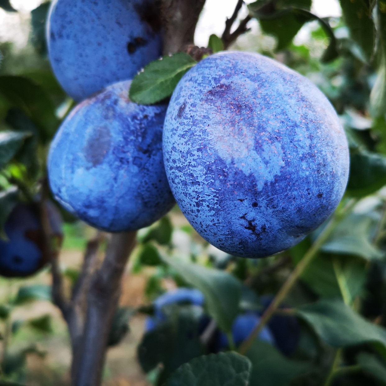 艾琳娜西梅品种简介,最有发展潜力的蓝色西梅