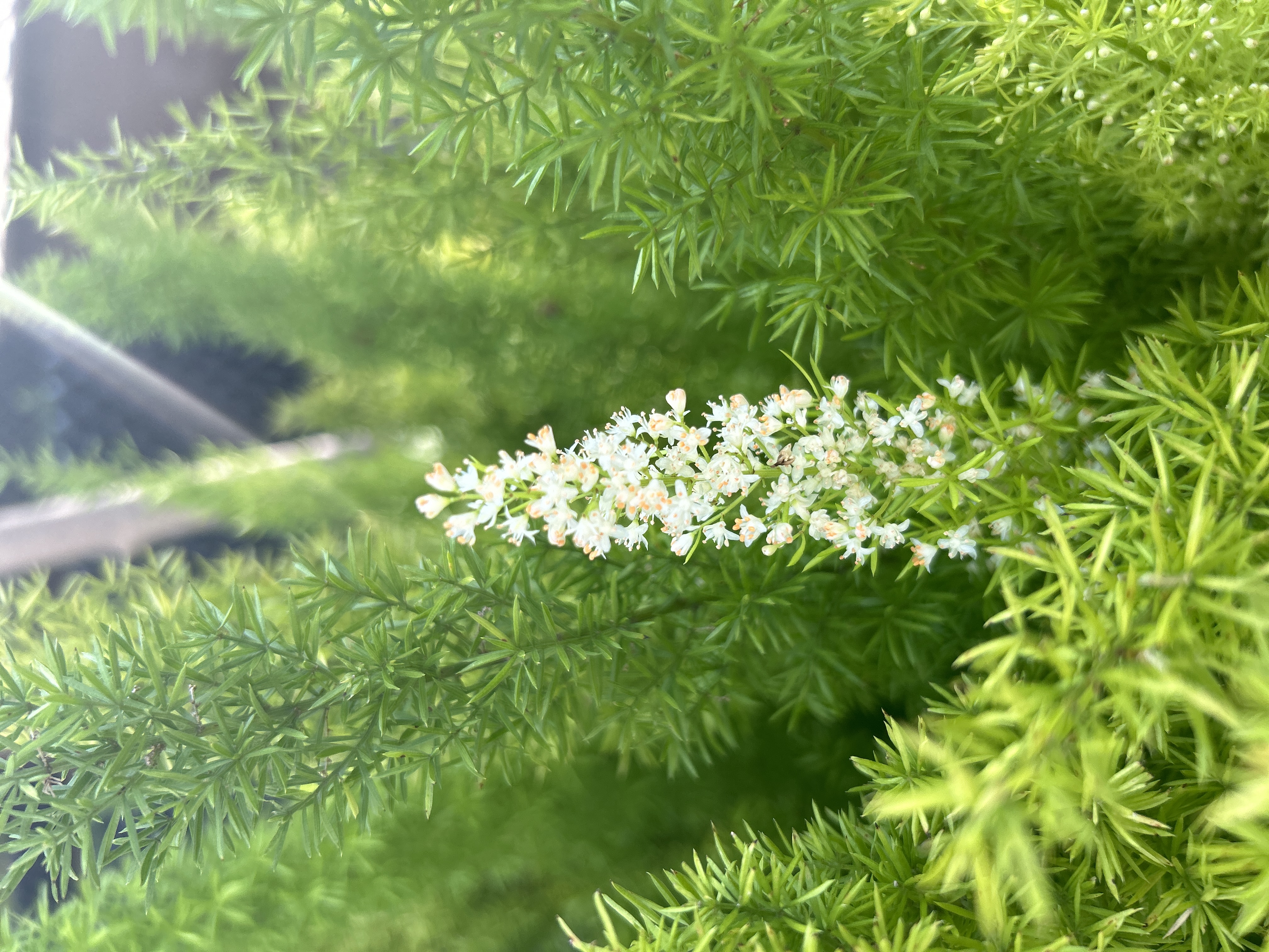 狐尾天门冬开花不难