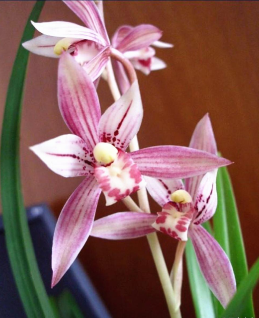 被名字"耽误"的好兰花,花红叶美,四季常开,一朵花开四处留香