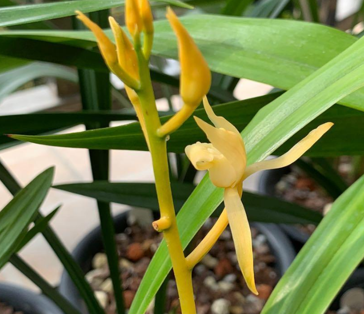 如此高雅的兰花,金杆金花,香气四溢,你能猜到是什么品种吗?