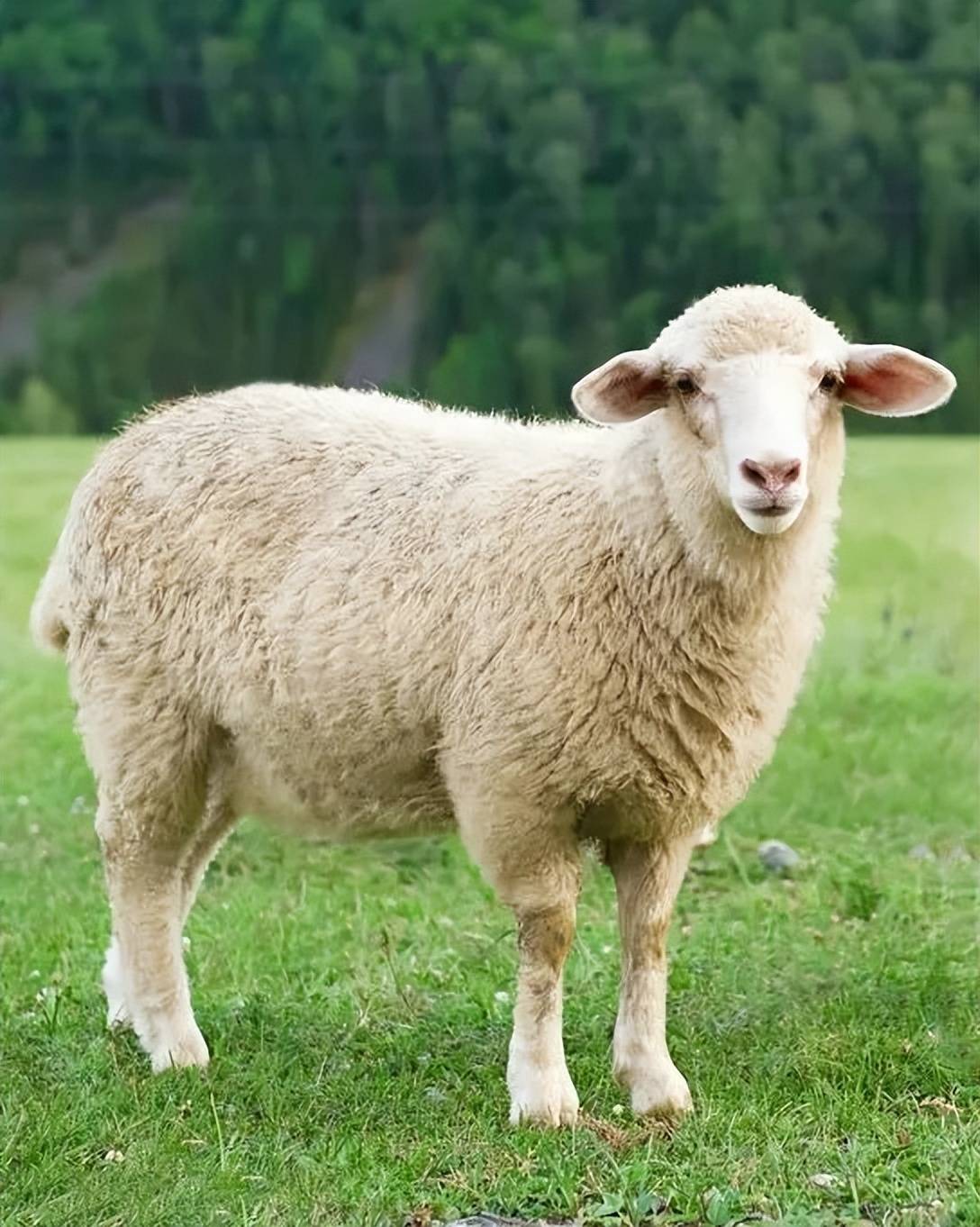 山羊和绵羊哪个肉质好,都好吃,关键是看食用方法