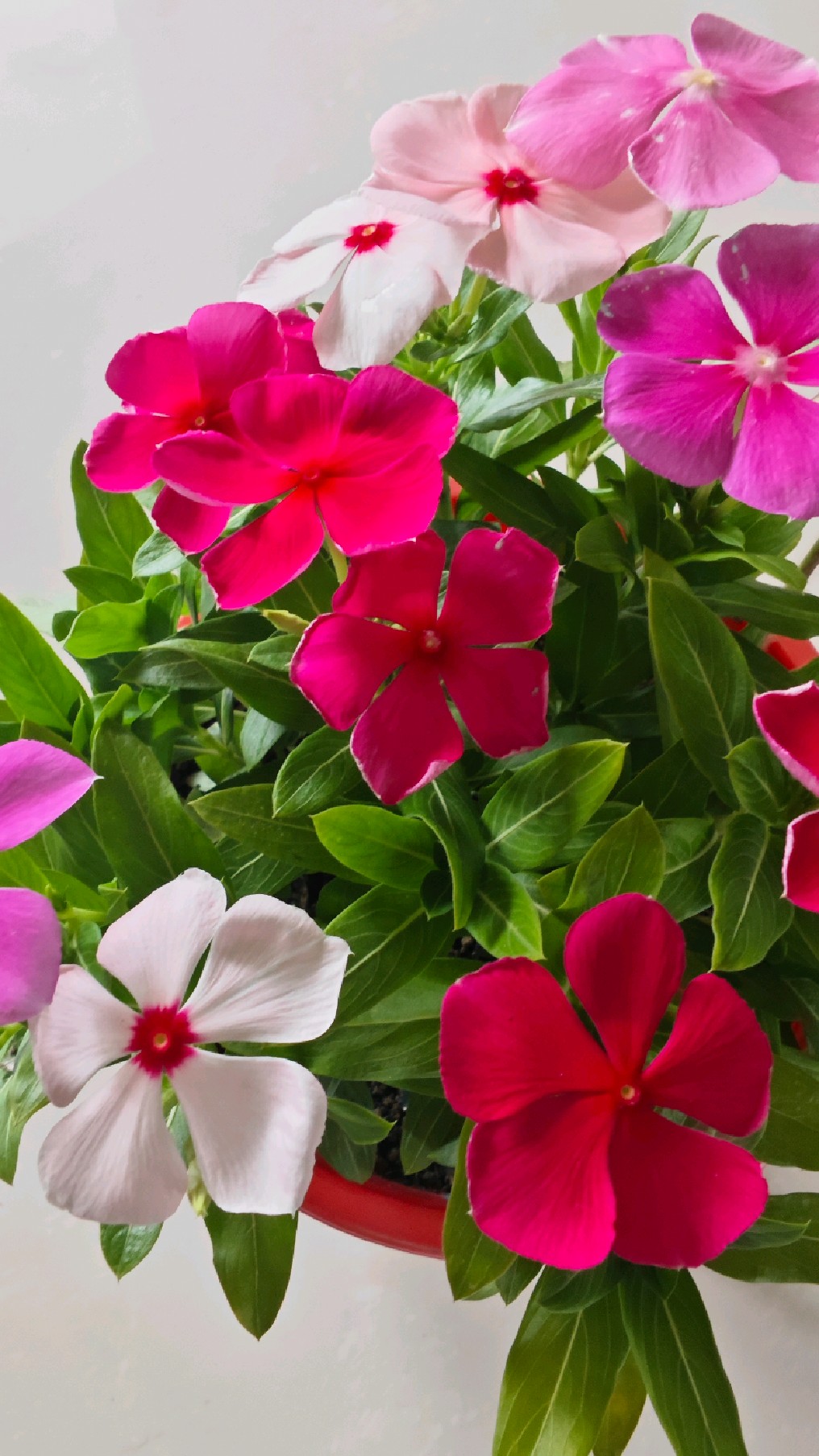 长春花适合在屋里养吗