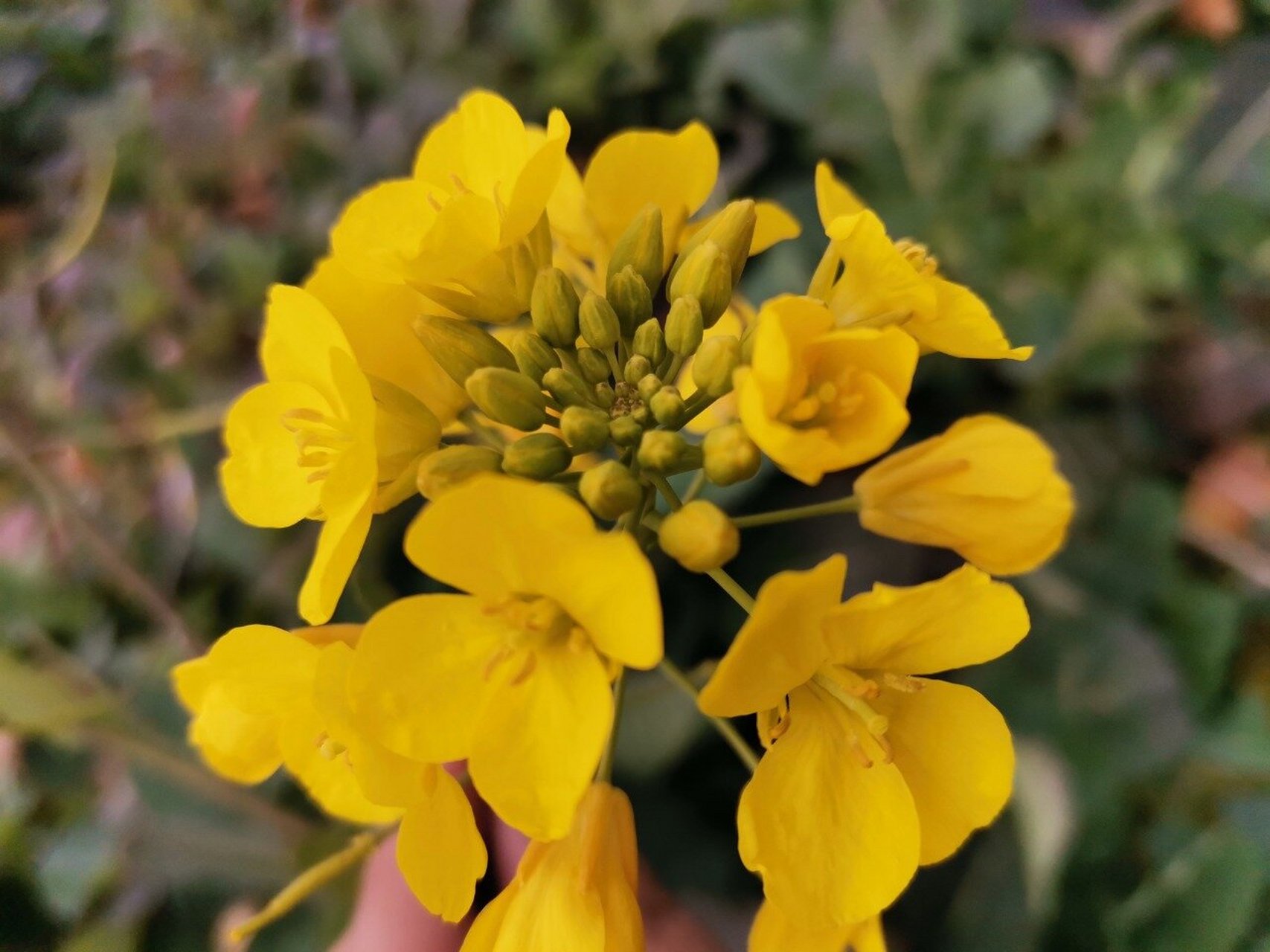 油菜花长什么样子的(油菜花长得怎么样) 油菜花长什么样子的(油菜花长得怎么样)