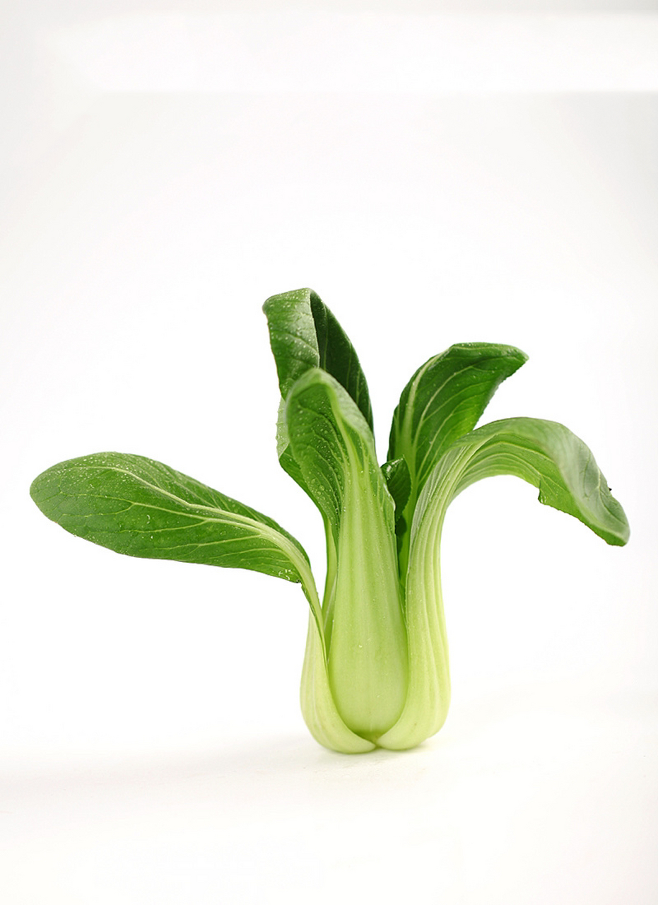 白露种什么蔬菜最适合