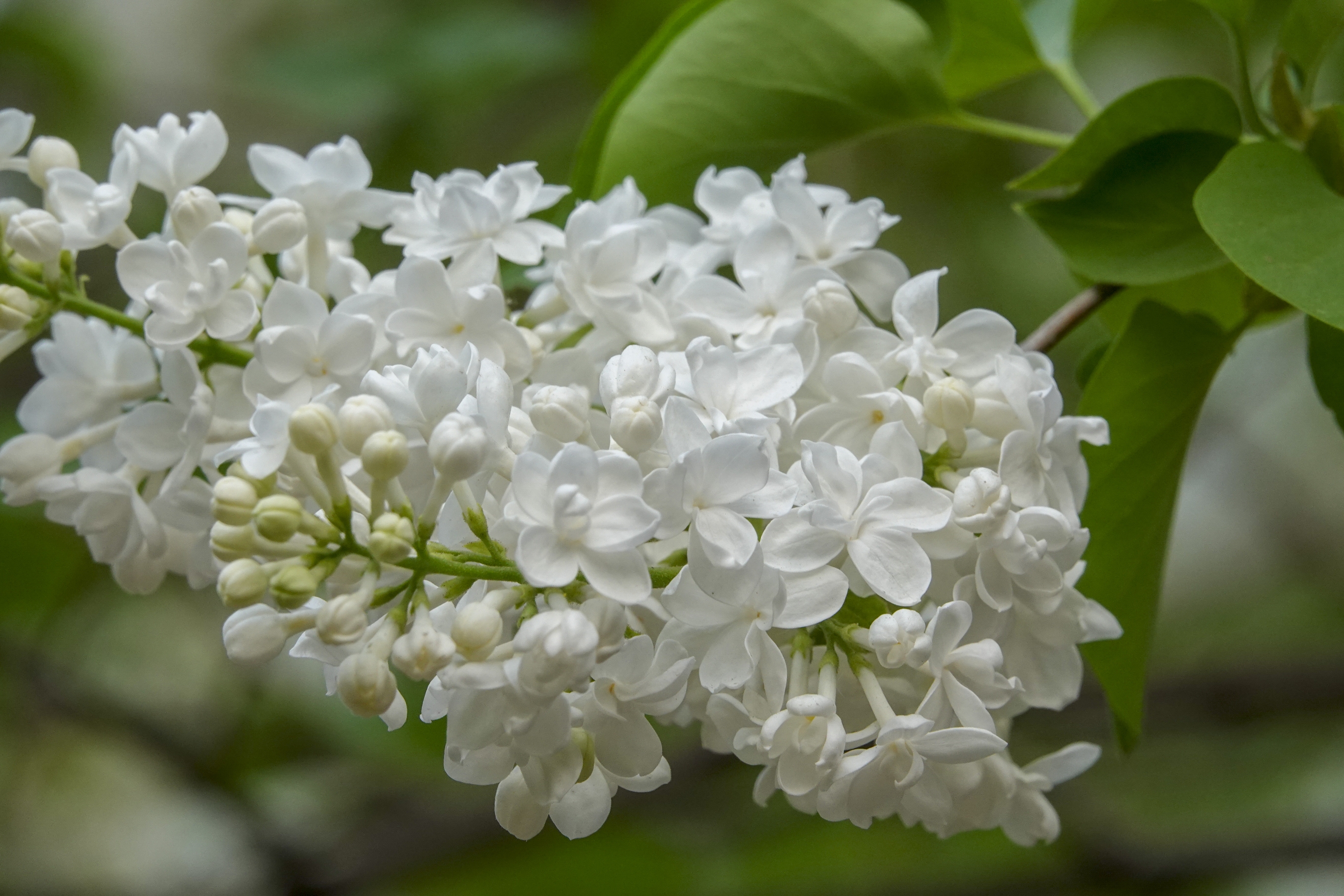 丁香花的样子具体描写图片