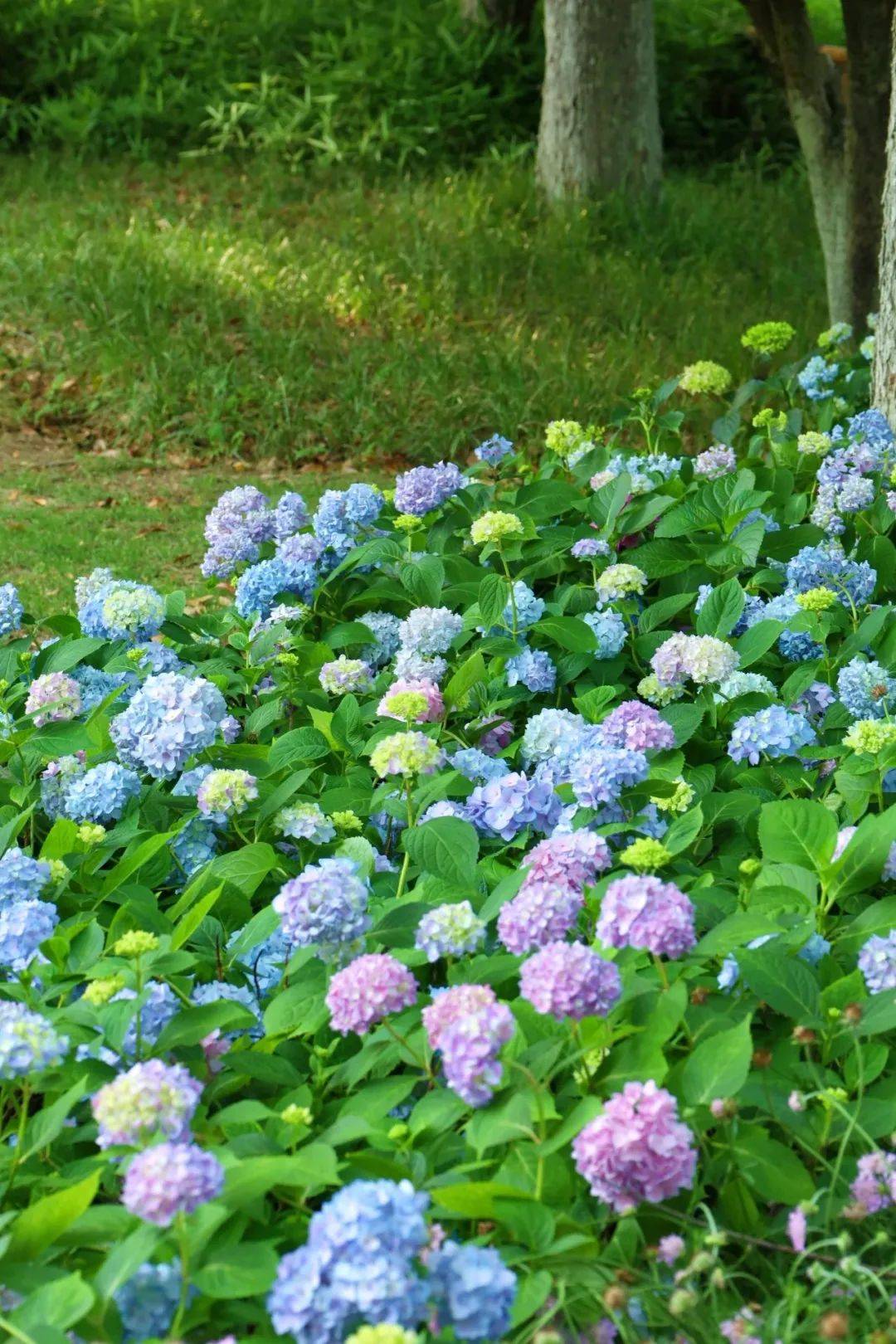 夏洛特绣球花期图片