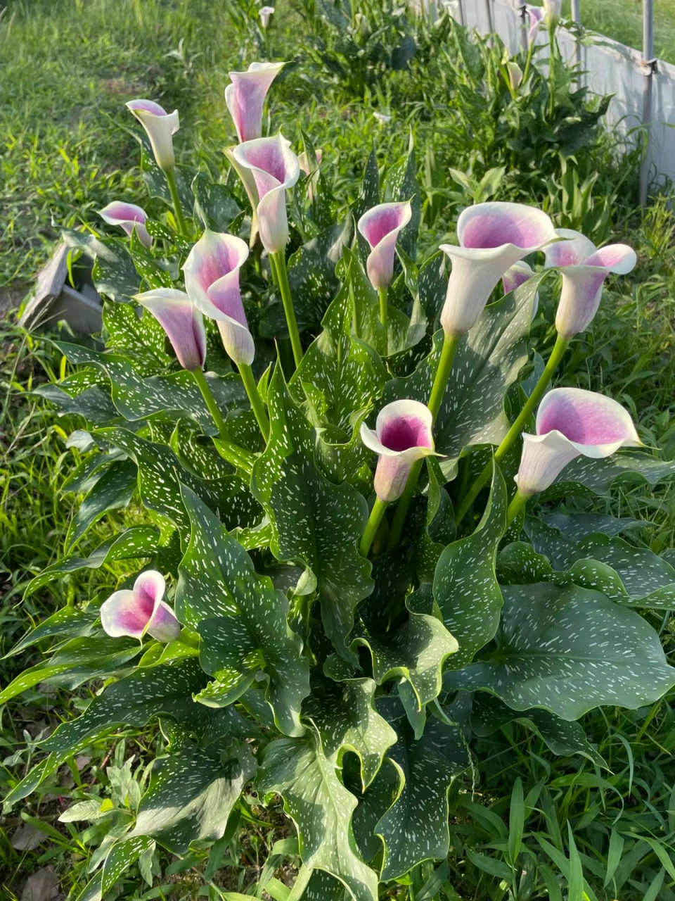 马蹄莲花骨朵图片