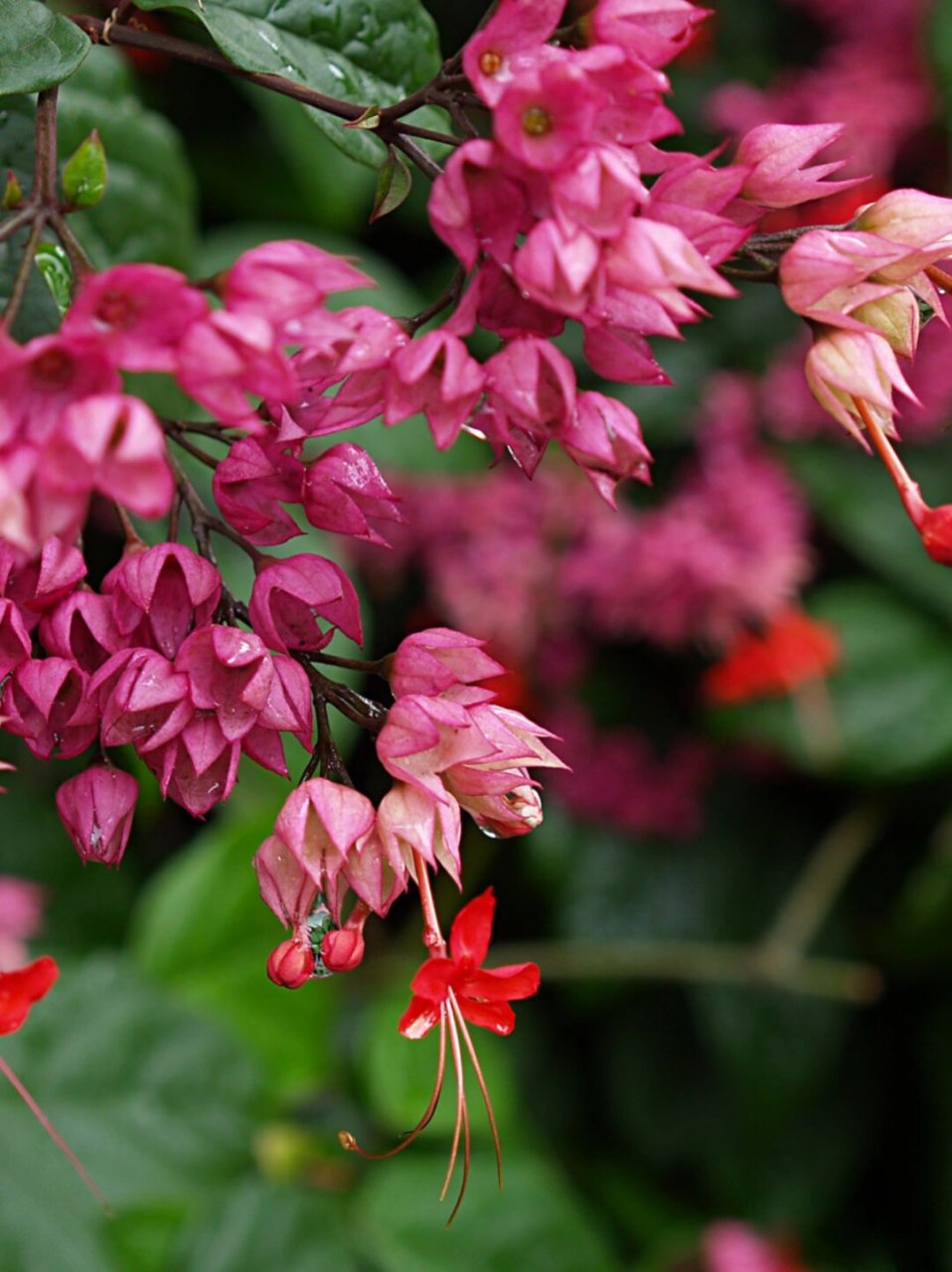 龙吐珠花有毒吗图片