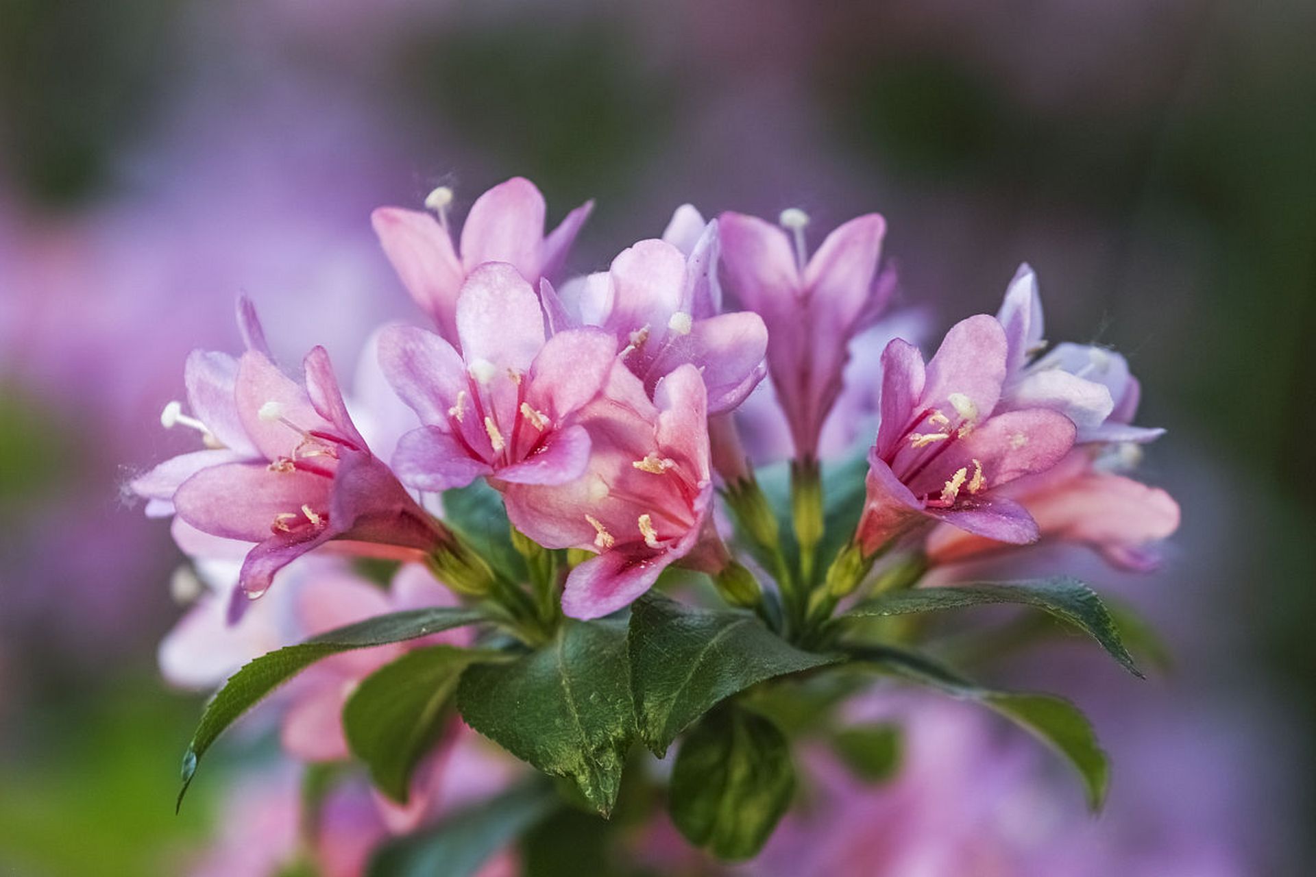 锦带花程式图片