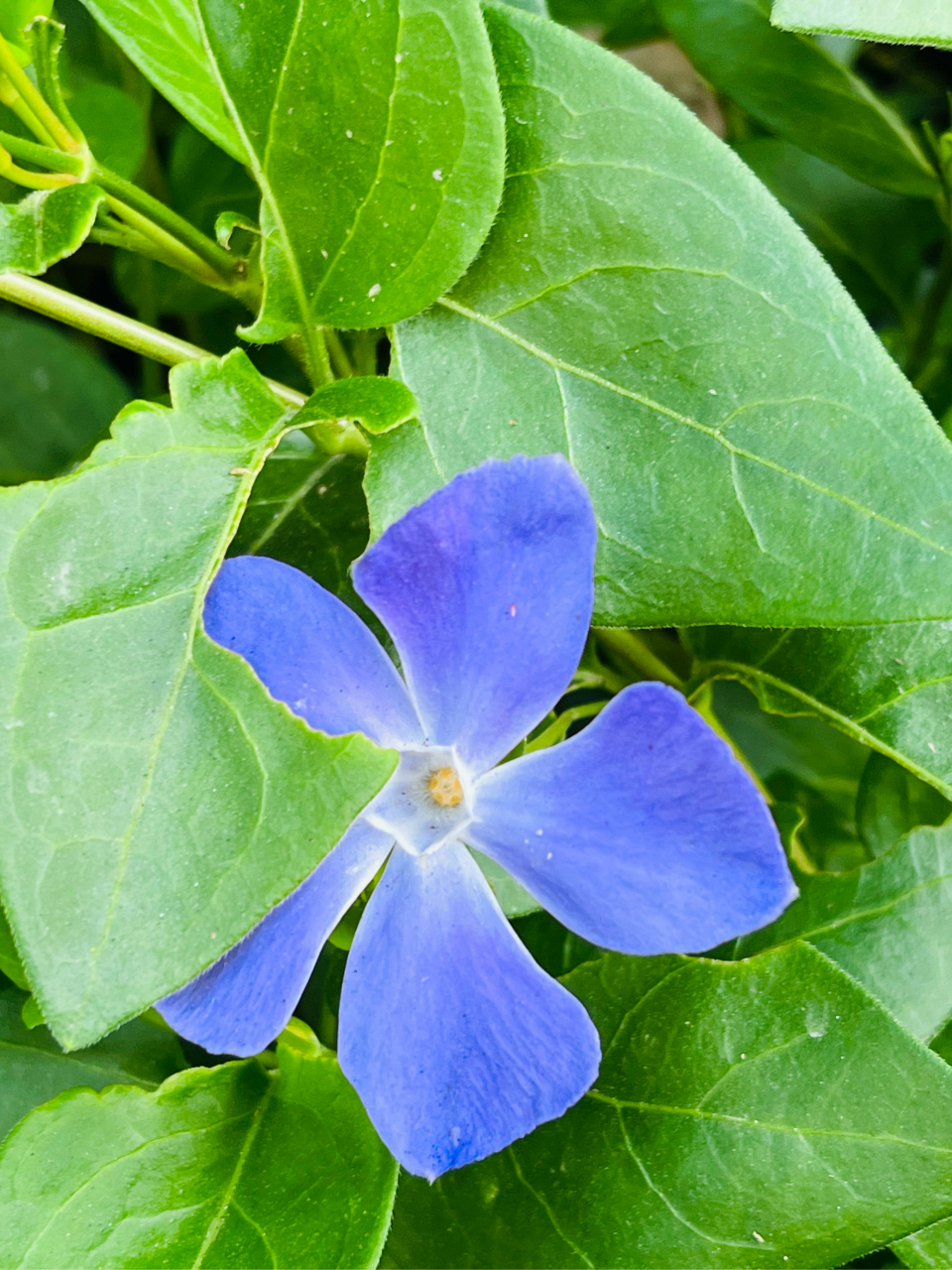 蔓长春花结构图片