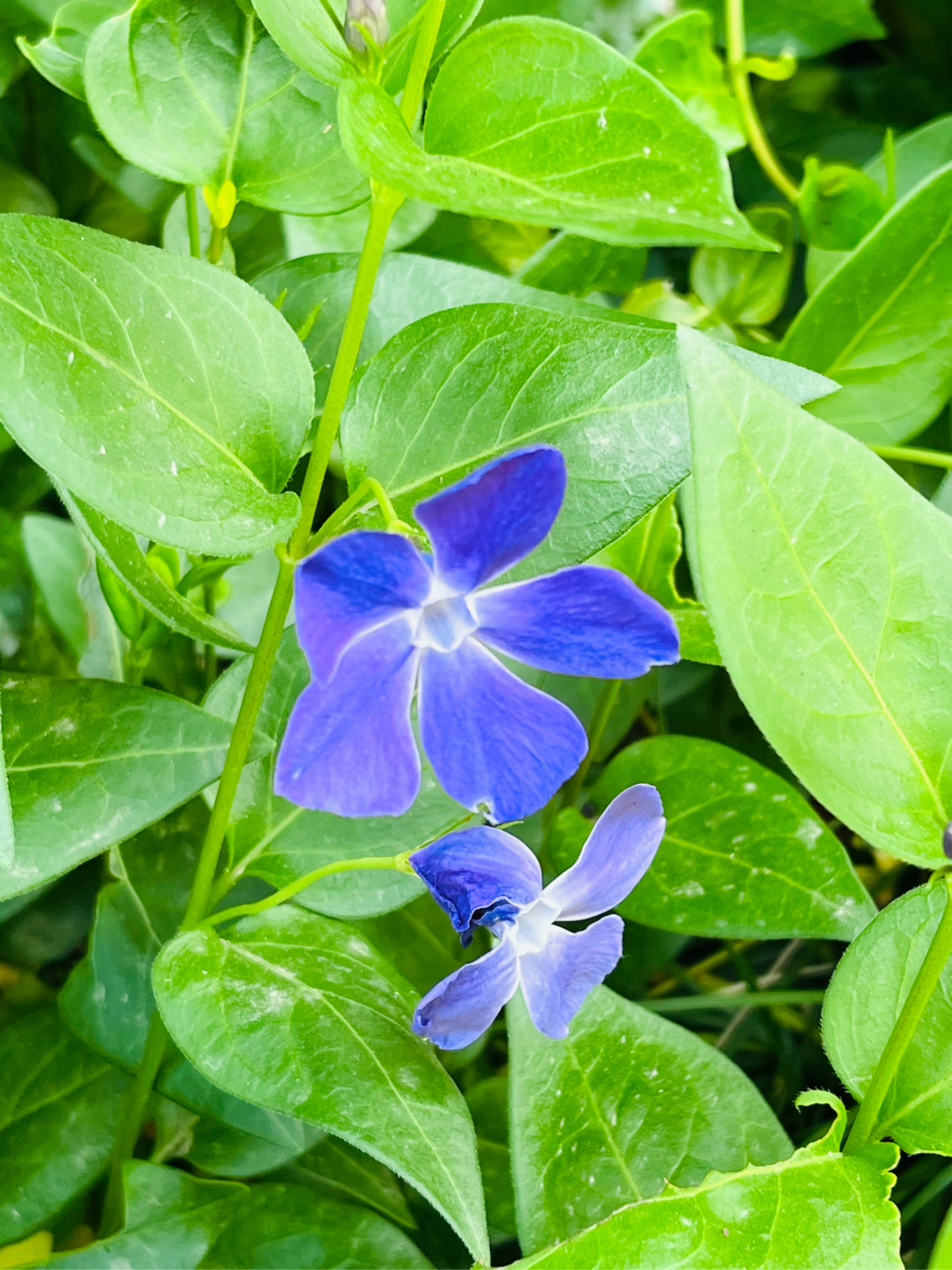 蔓长春花结构图片