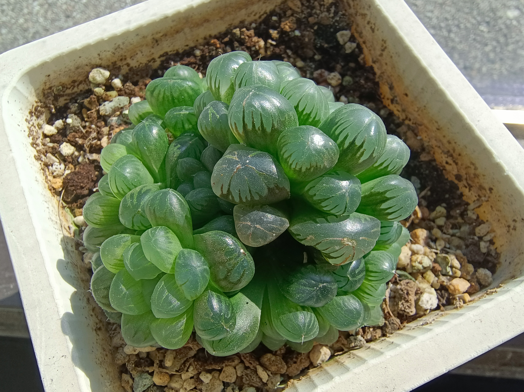 细说多肉植物姬玉露花语和寓意