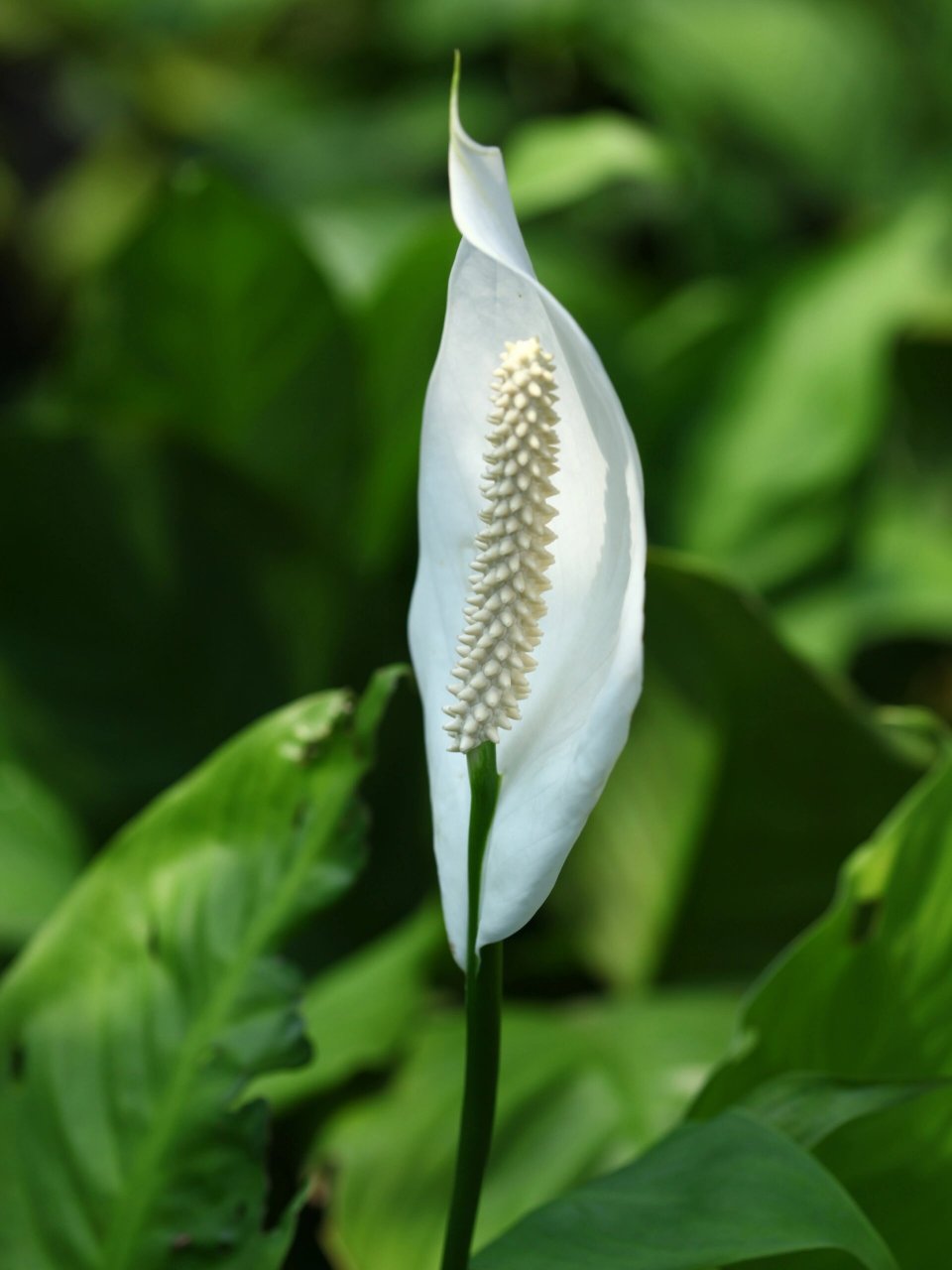 白鹤芋壁纸图片