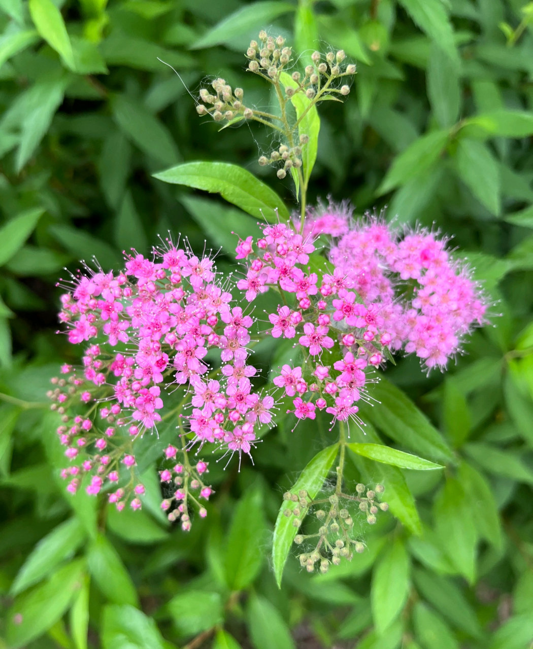 粉色菊花的花语是什么图片