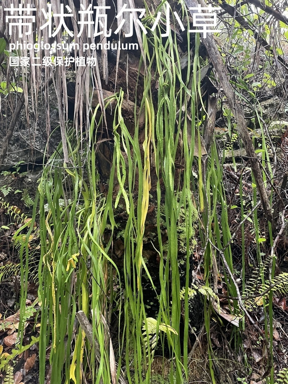 禁闭求生野草茎干图片