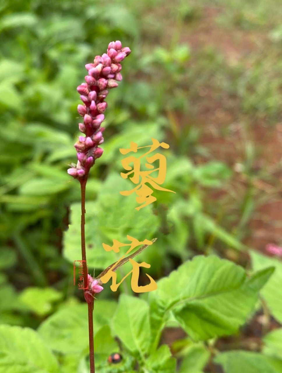 狗尾巴花的花语和寓意