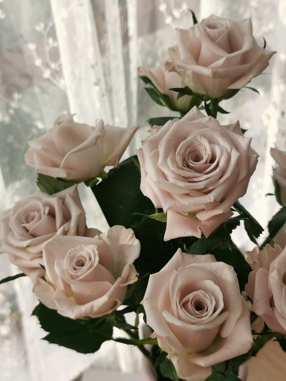 曼塔玫瑰的花语和寓意