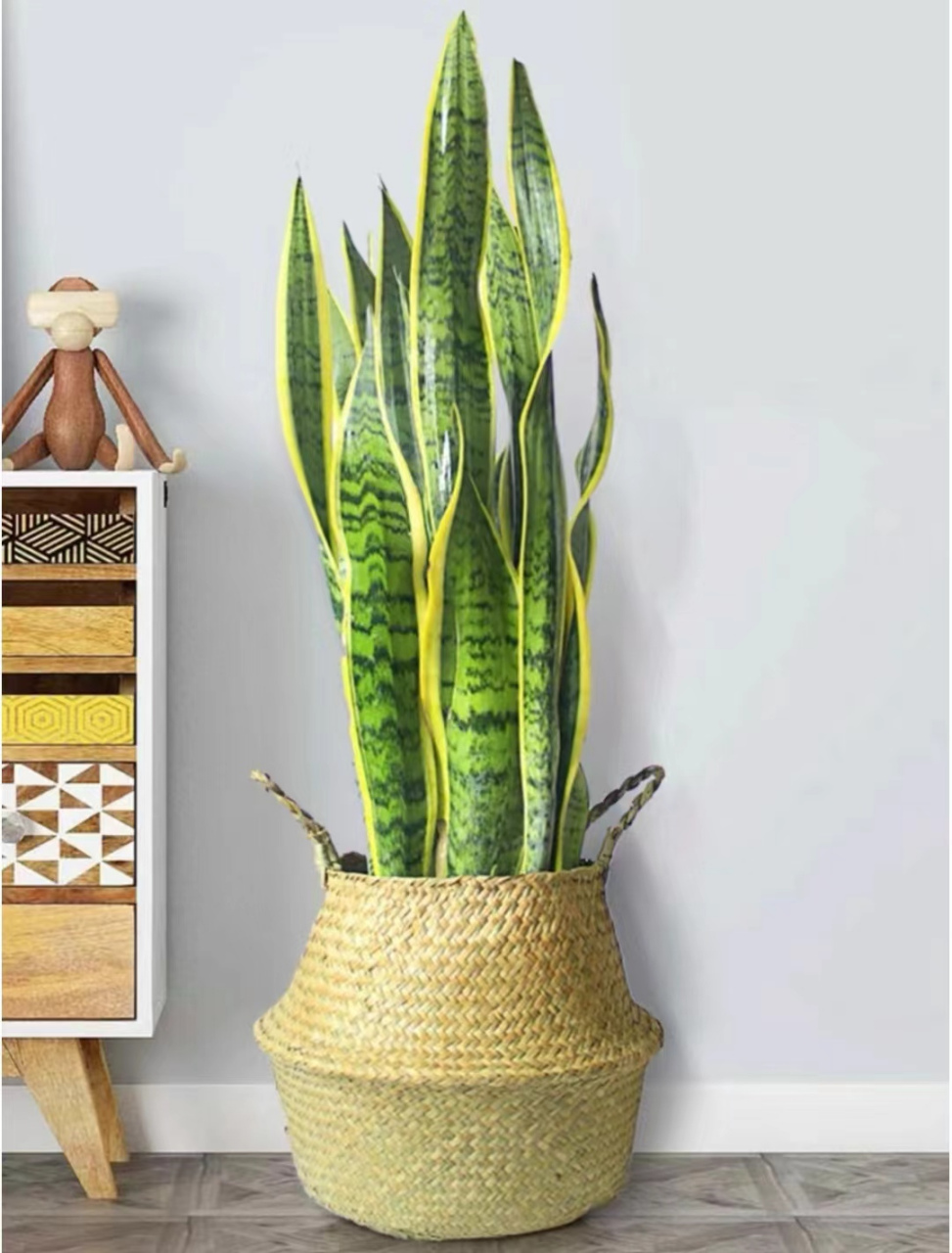 专业回答:史上最全面的虎皮兰的养殖种植方法和注意事项