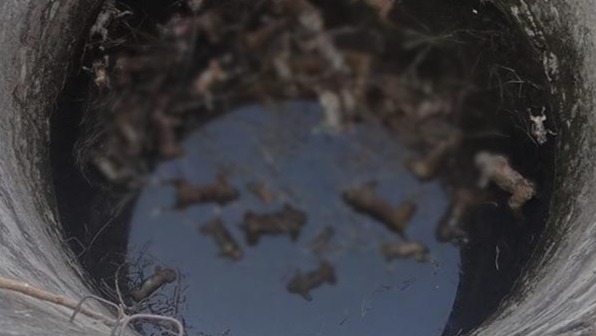 40 只猴子高温缺水溺亡!印度热浪肆虐,死亡人数惊人!