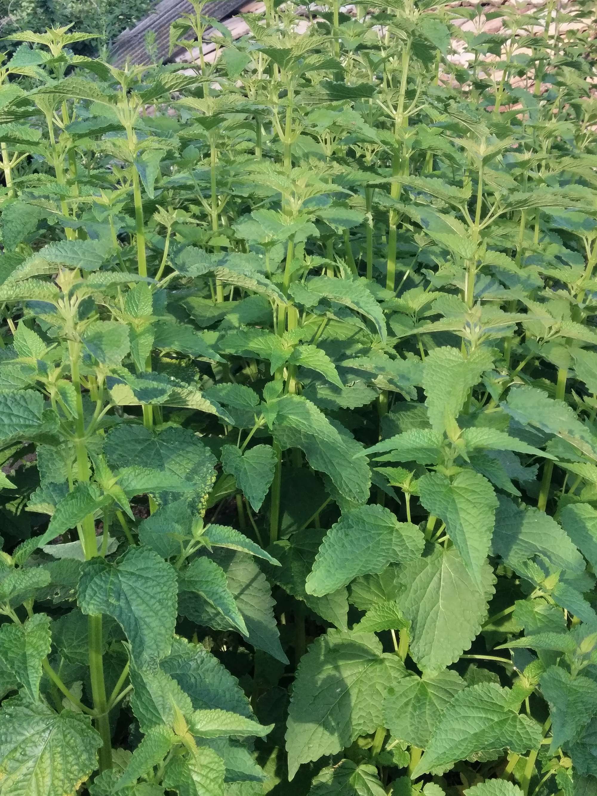 特色蔬菜-山野菜芭蒿(藿香),好吃又营养,人工栽培技术